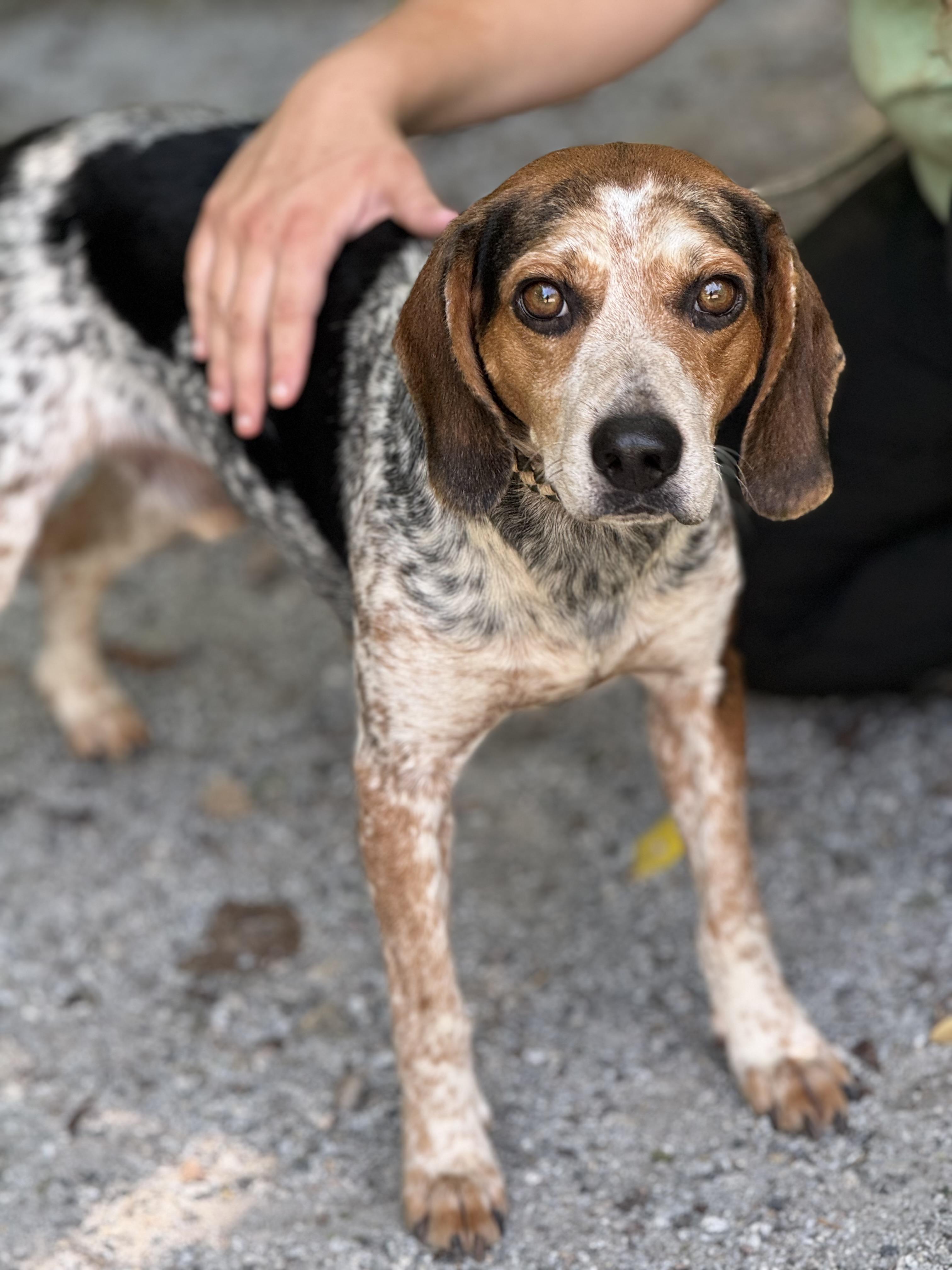 Zach, a ADOPTABLE mixed breed in Richmond, VA image 3/6
