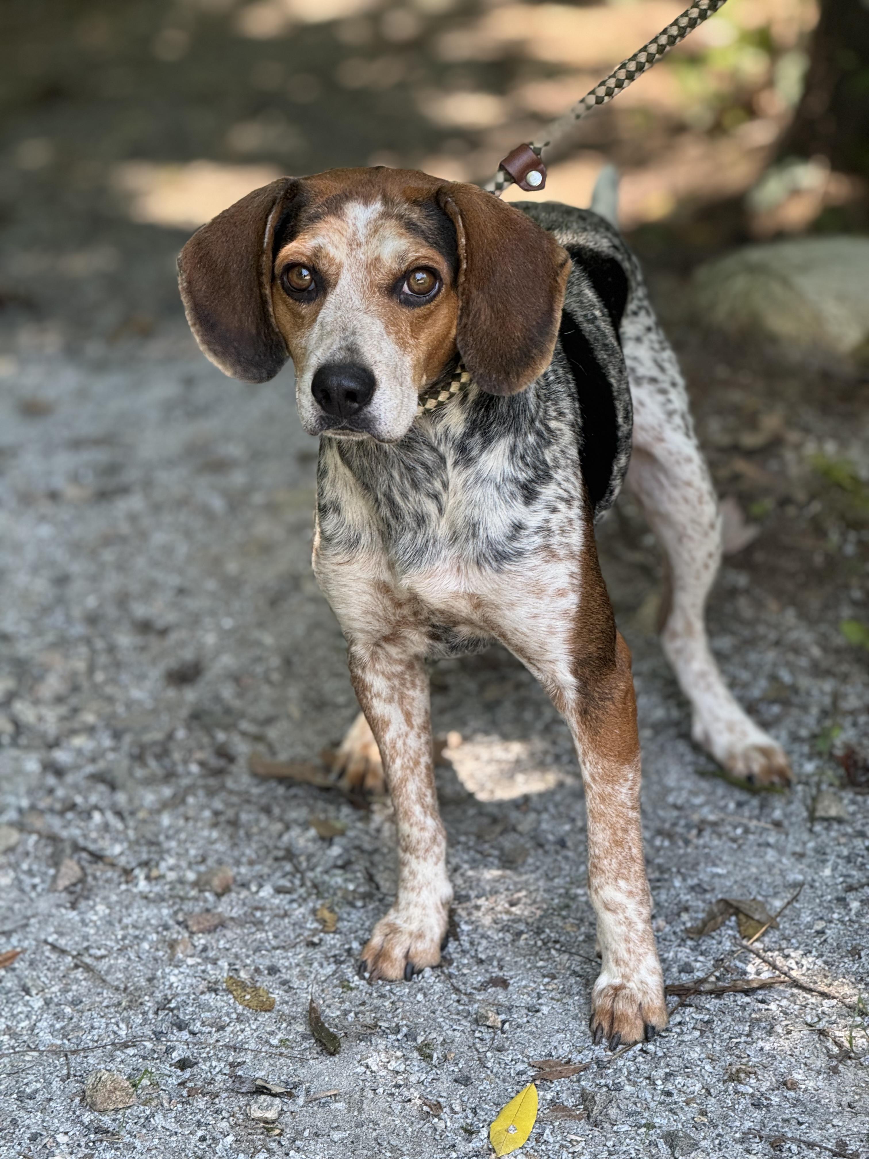 Zach, a ADOPTABLE mixed breed in Richmond, VA image 4/6