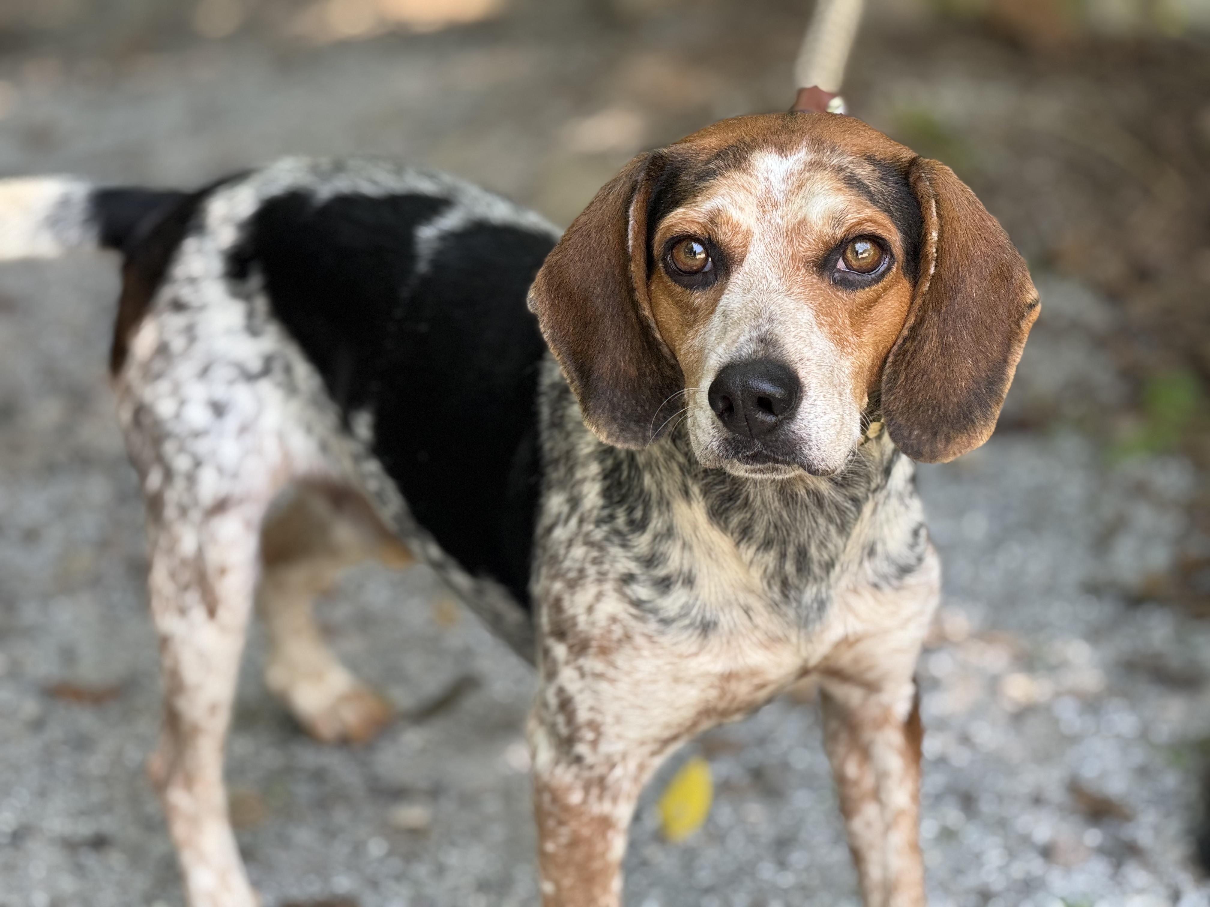 Zach, a ADOPTABLE mixed breed in Richmond, VA image 5/6
