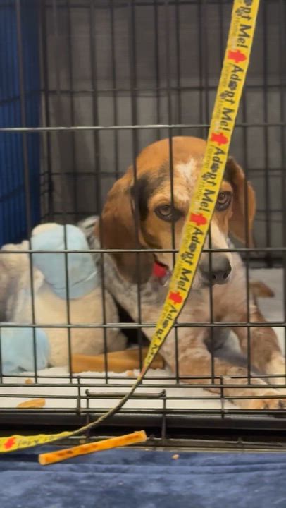 Enlarge Zach, a ADOPTABLE mixed breed in Richmond, VA video 6/6