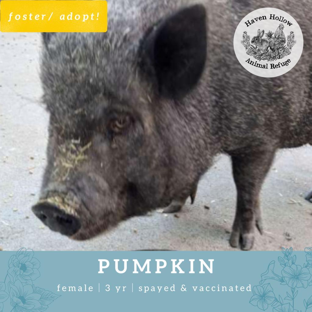 Pumpkin, Adoptable, Adult Female Vietnamese Pot Bellied.