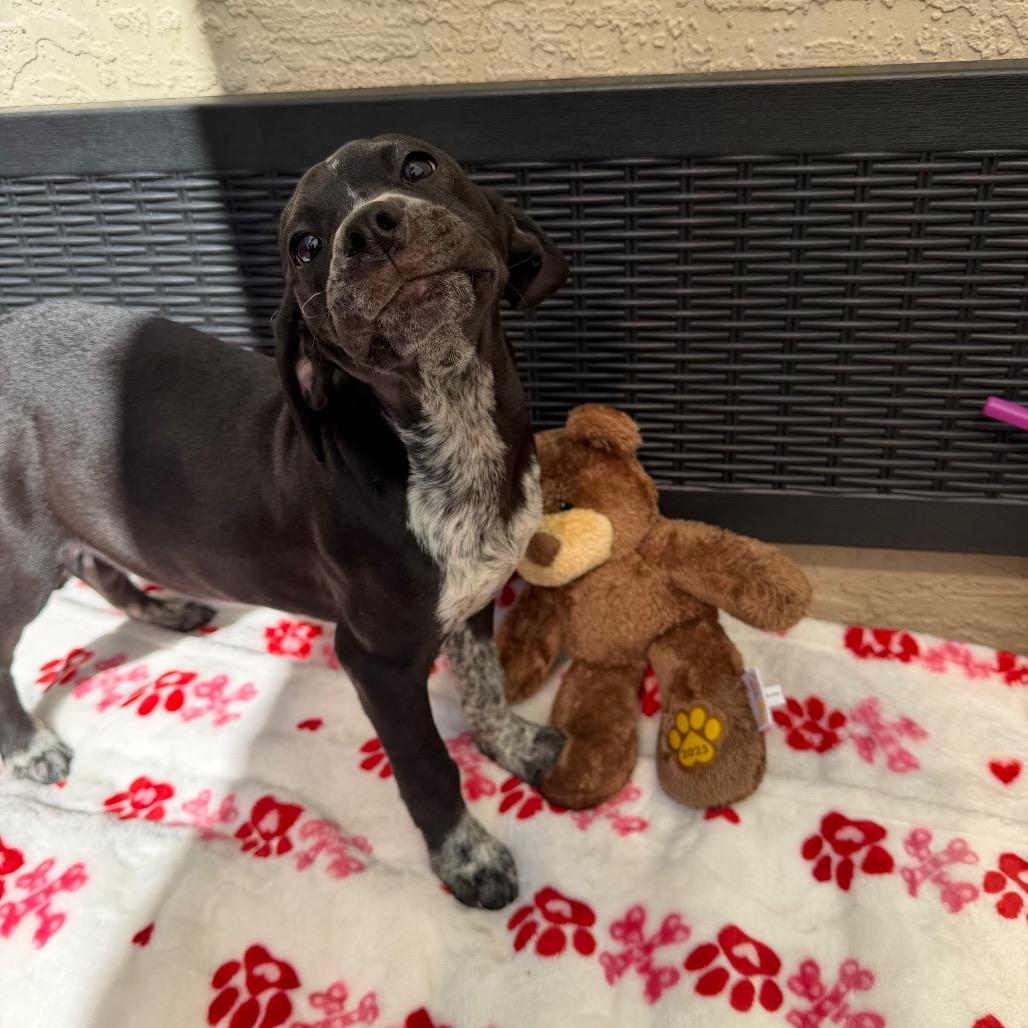 Bruno, Adoptable, Young Male Mixed Breed.
