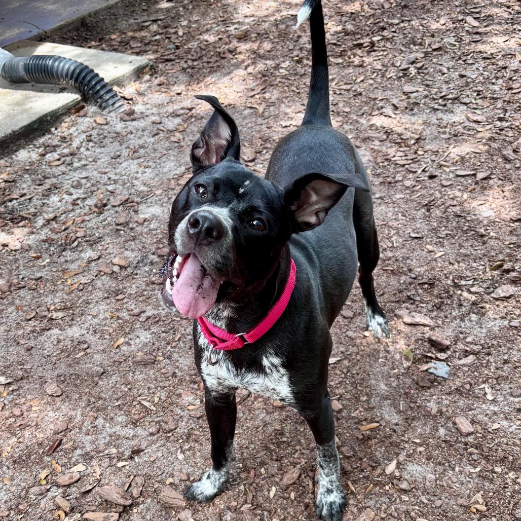 Bruno, a Adoptable Mixed Breed in Titusville, FL image 2/6