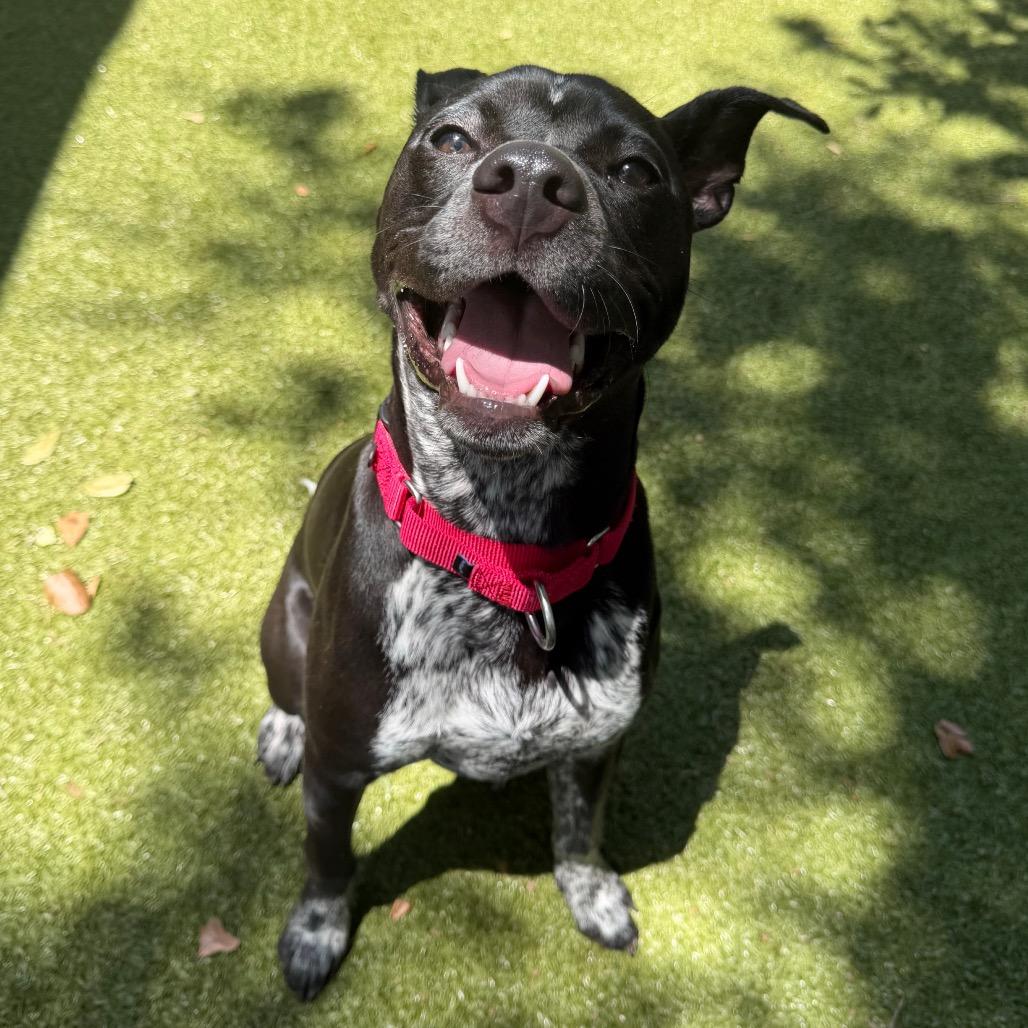 Bruno, a Adoptable Mixed Breed in Titusville, FL image 3/6