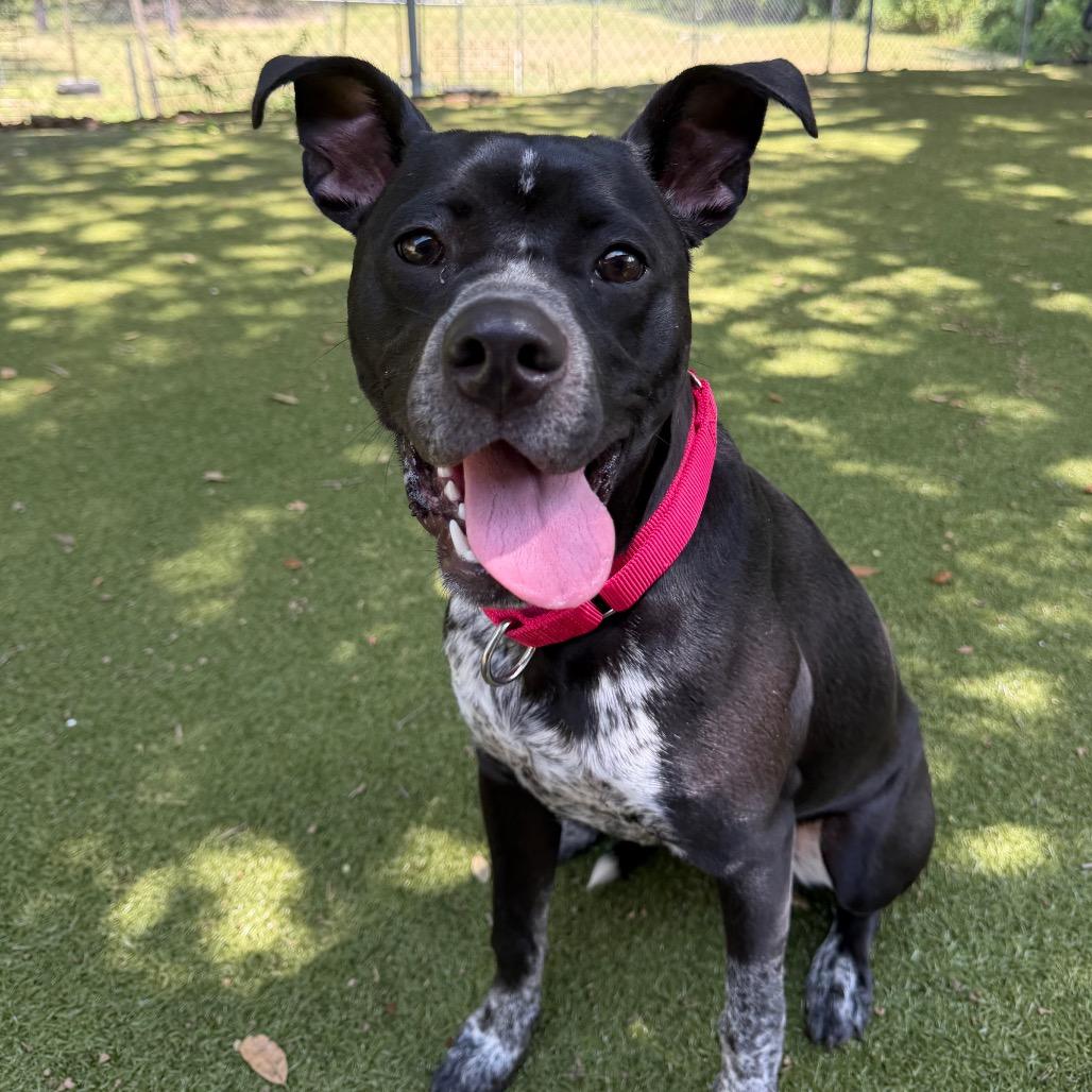 Bruno, a Adoptable Mixed Breed in Titusville, FL image 5/6