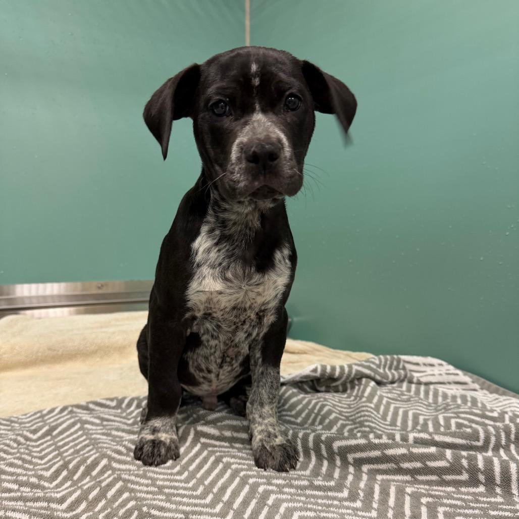 Bruno, a Adoptable Mixed Breed in Titusville, FL image 6/6
