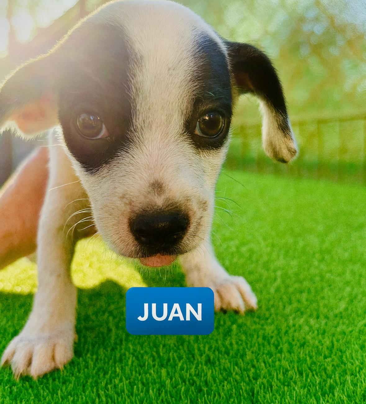 Juan, a Adoptable mixed breed image 1/3