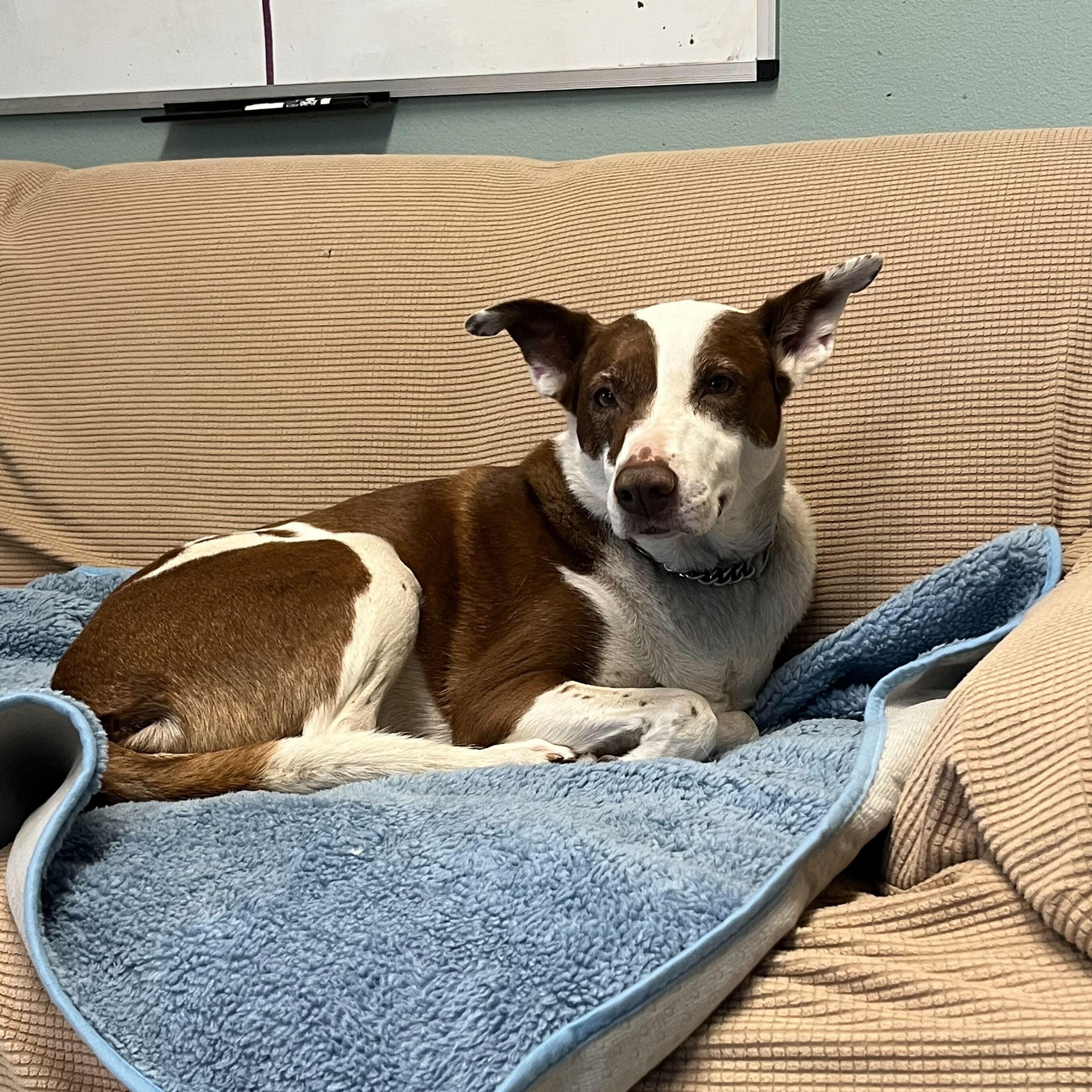 Lulu, an adoptable Border Collie, American Staffordshire Terrier in Driggs, ID, 83422 | Photo Image 1