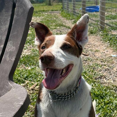 Lulu, an adoptable Border Collie, American Staffordshire Terrier in Driggs, ID, 83422 | Photo Image 2