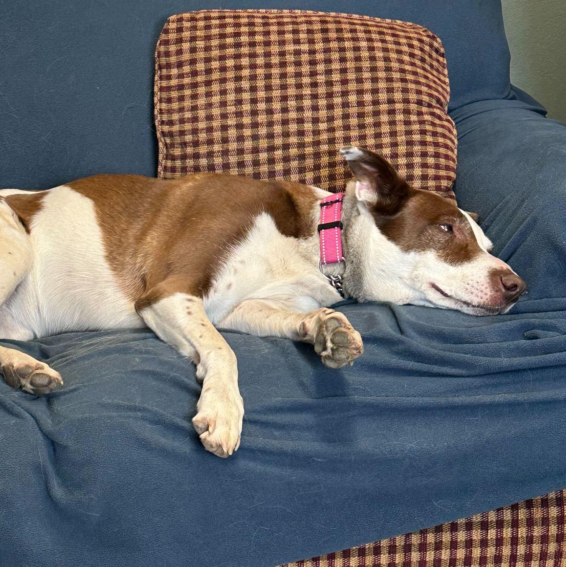 Lulu, an adoptable Border Collie, American Staffordshire Terrier in Driggs, ID, 83422 | Photo Image 4