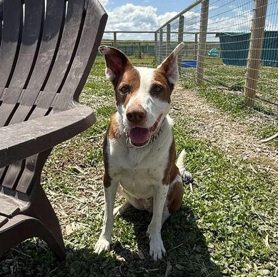 Lulu, an adoptable Border Collie, American Staffordshire Terrier in Driggs, ID, 83422 | Photo Image 5