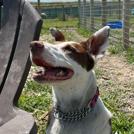 Lulu, an adoptable Border Collie, American Staffordshire Terrier in Driggs, ID, 83422 | Photo Image 6