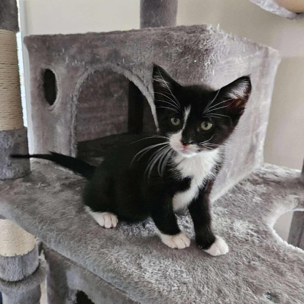 Enlarge Phantom, a Adoptable Domestic Short Hair in Nashville, GA image 1/3