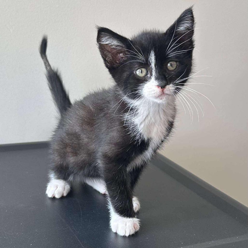 Enlarge Phantom, a Adoptable Domestic Short Hair in Nashville, GA image 3/3