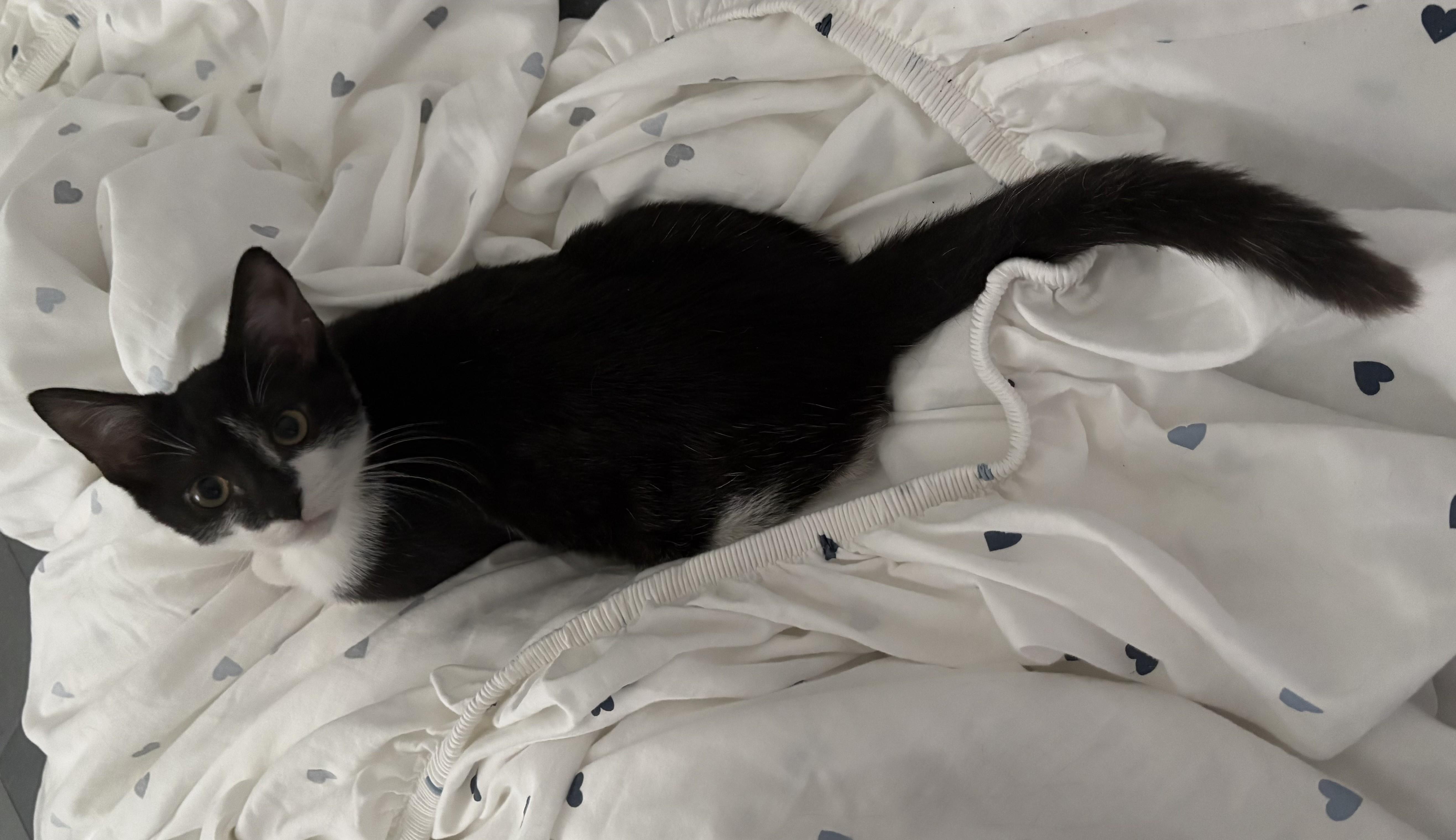 Enlarge Colby, a Adoptable Domestic Short Hair in Wayne, NJ image 6/6