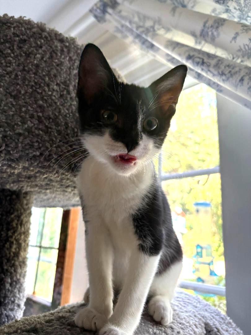 Enlarge Colby, a Adoptable Domestic Short Hair in Wayne, NJ image 3/6