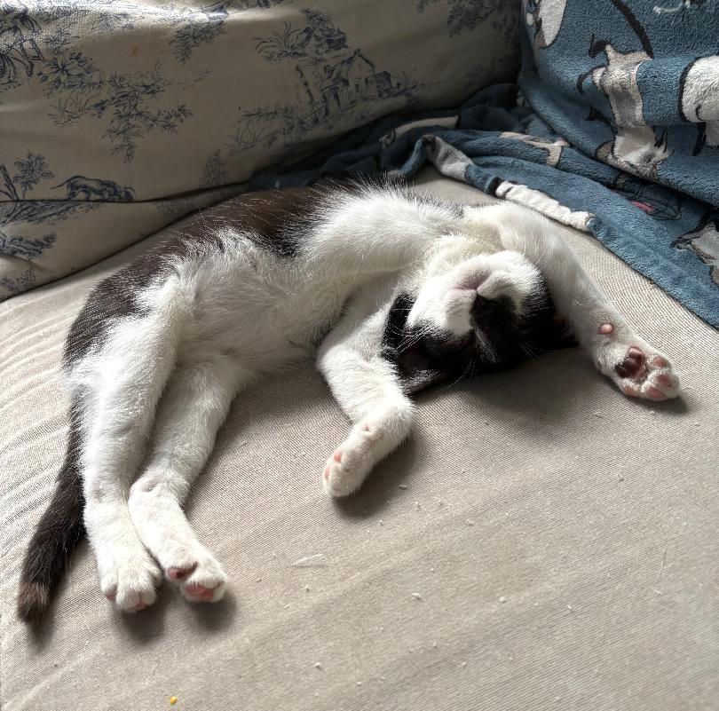 Enlarge Colby, a Adoptable Domestic Short Hair in Wayne, NJ image 5/6