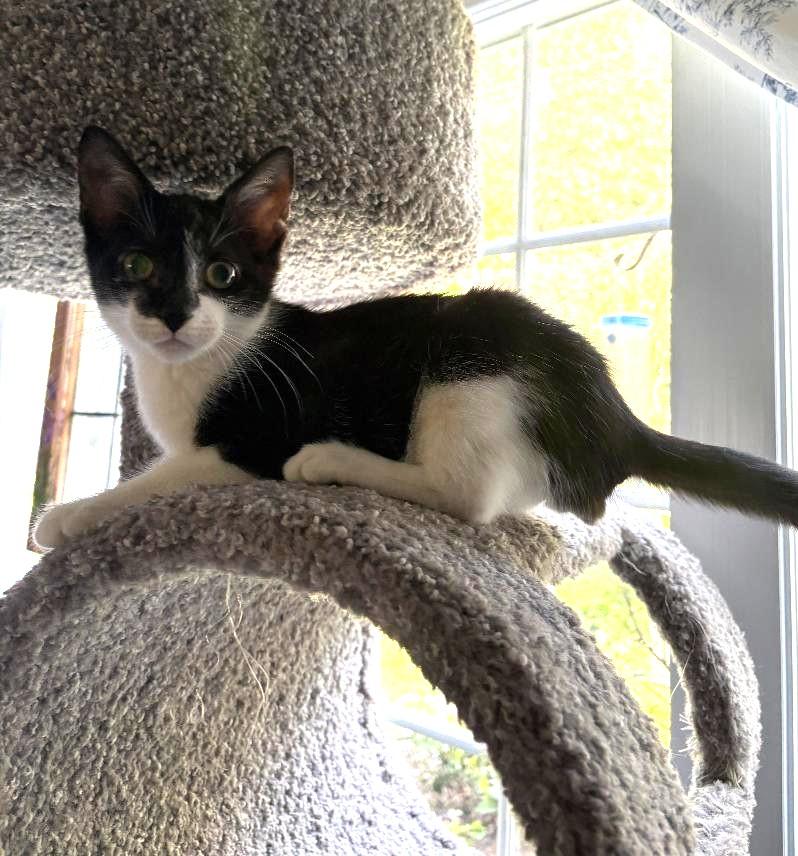 Enlarge Colby, a Adoptable Domestic Short Hair in Wayne, NJ image 4/6