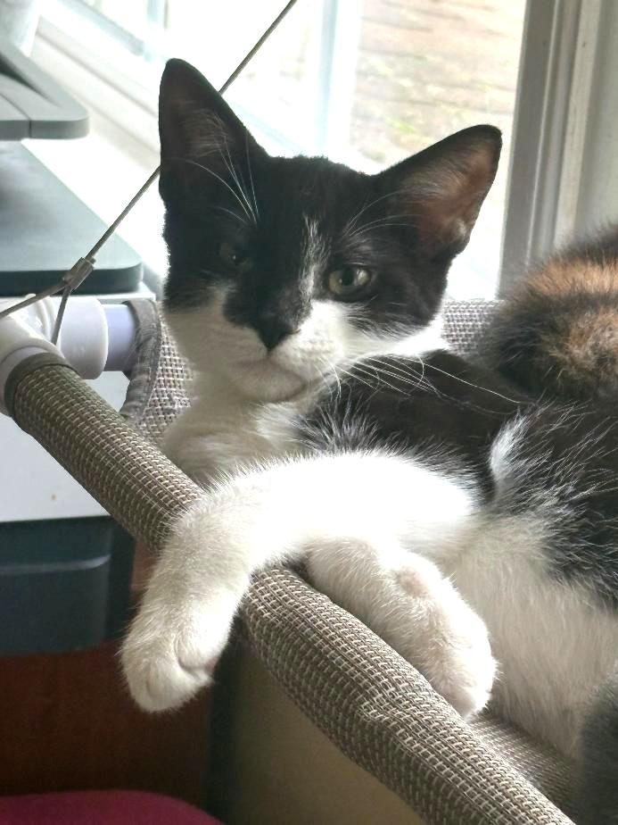 Colby, Adoptable, Kitten Male Domestic Short Hair.