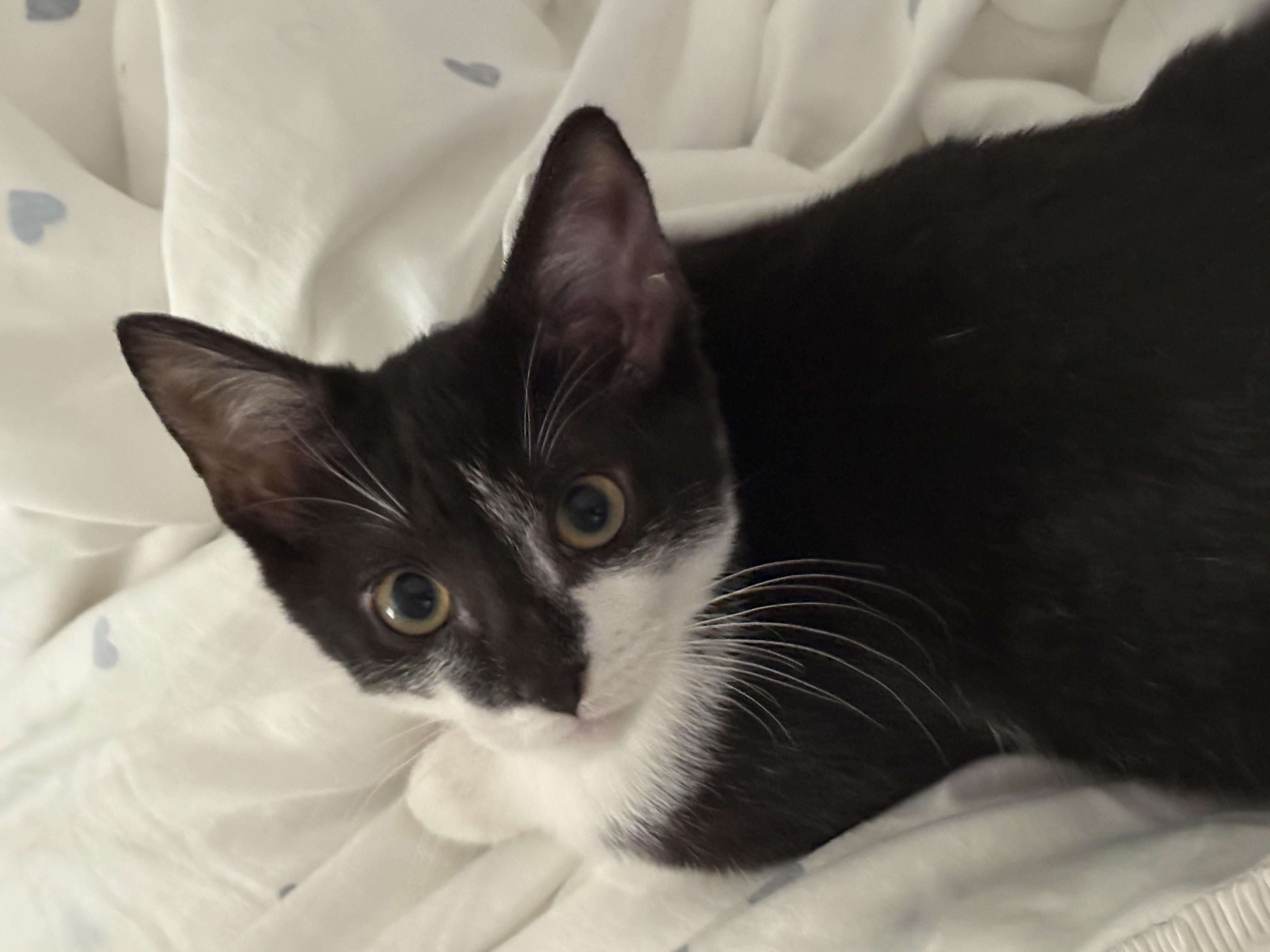 Enlarge Colby, a Adoptable Domestic Short Hair in Wayne, NJ image 2/6