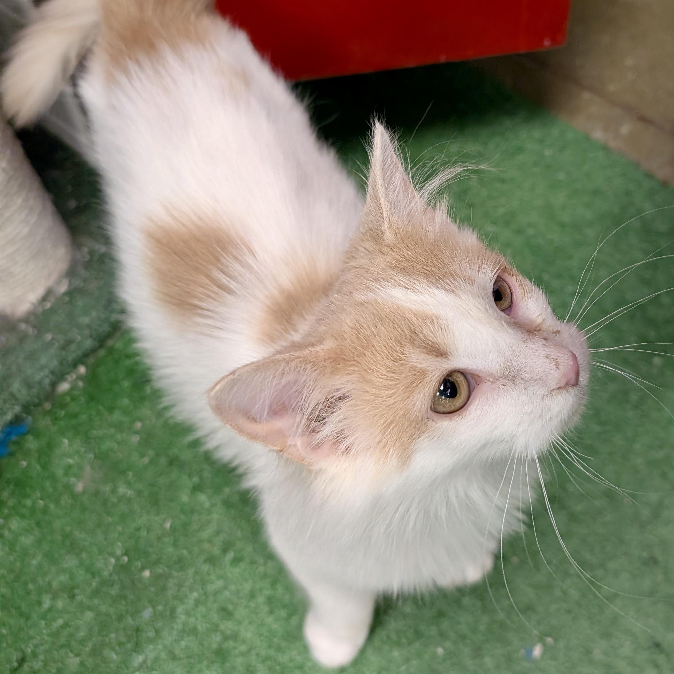 Enlarge Flora, a ADOPTABLE mixed breed in Smithfield, NC image 2/6