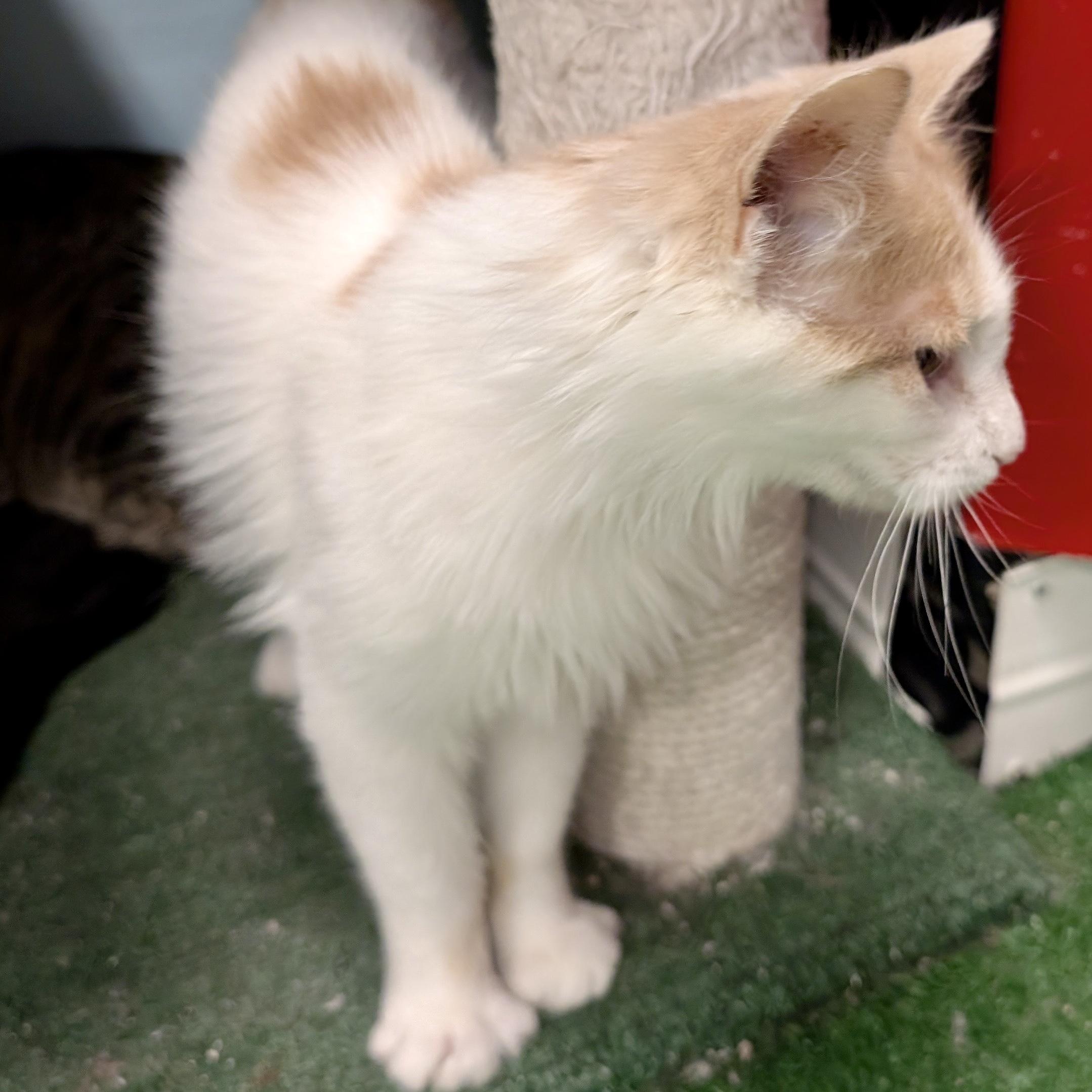 Enlarge Flora, a ADOPTABLE mixed breed in Smithfield, NC image 6/6