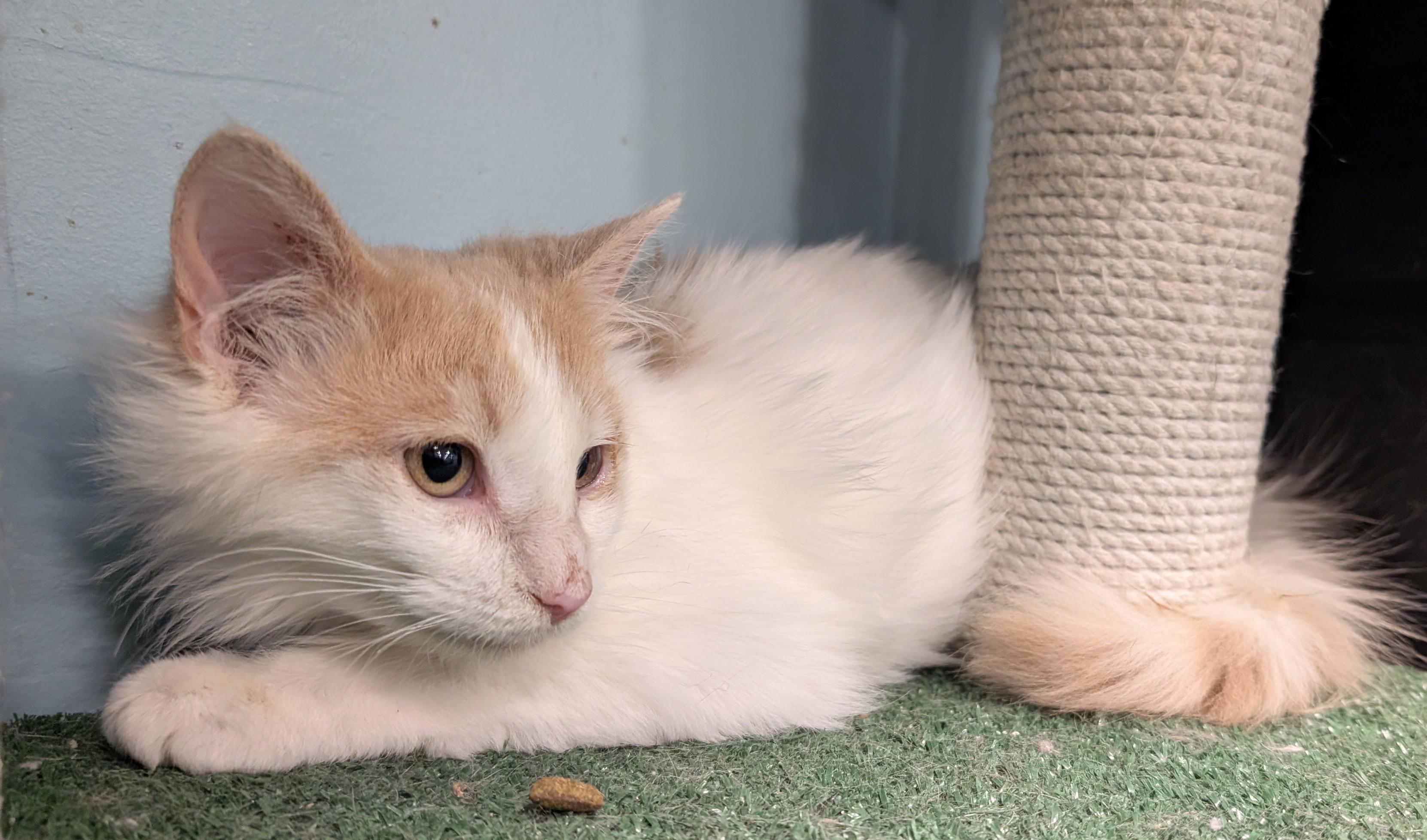 Enlarge Flora, a ADOPTABLE mixed breed in Smithfield, NC image 4/6