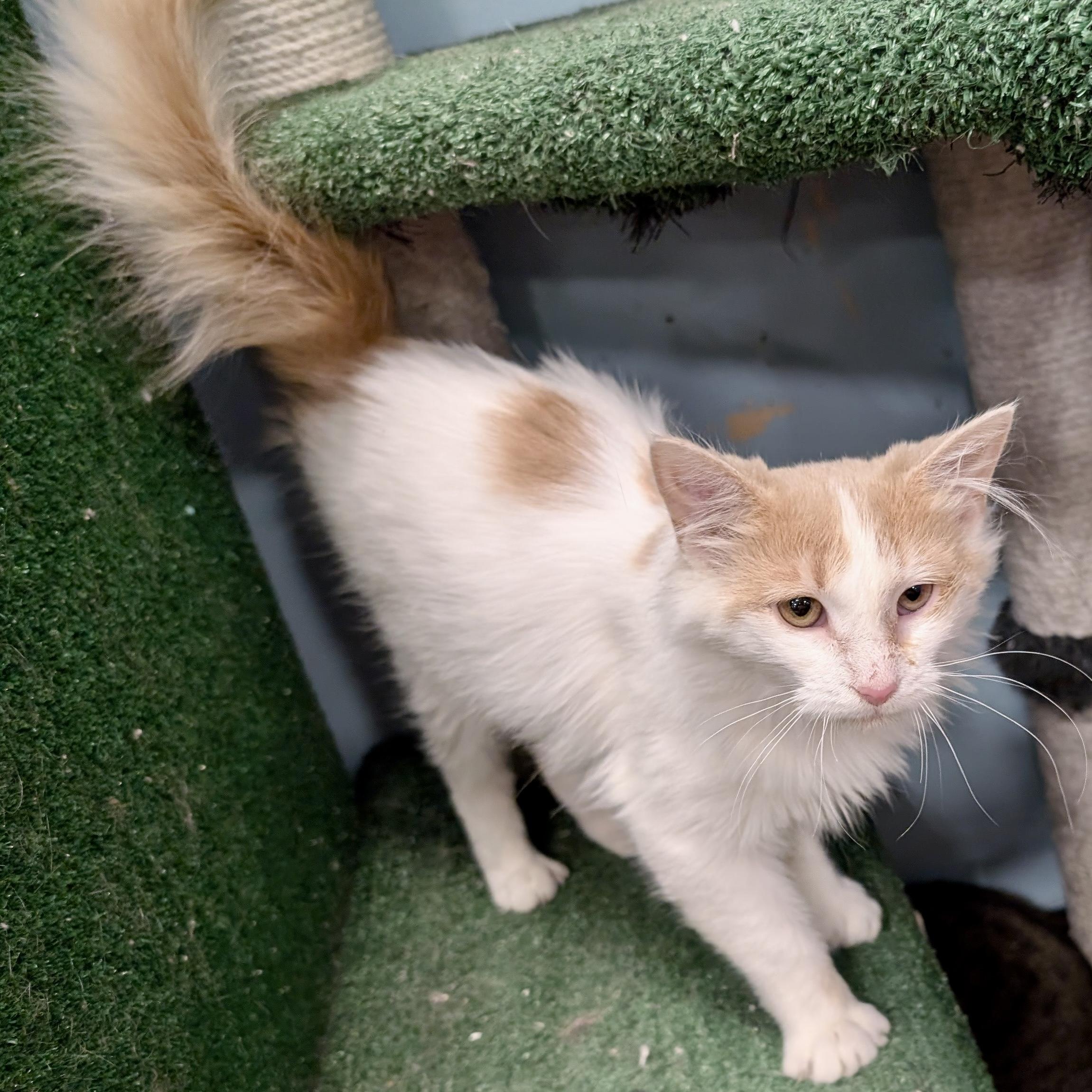 Enlarge Flora, a ADOPTABLE mixed breed in Smithfield, NC image 3/6