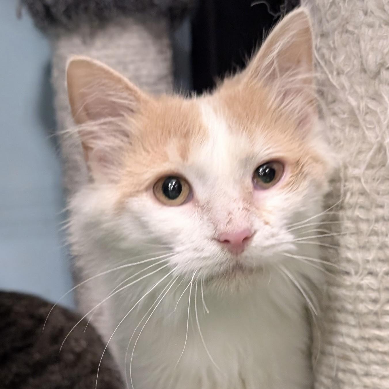 Flora, ADOPTABLE, Kitten Female Domestic Medium Hair.