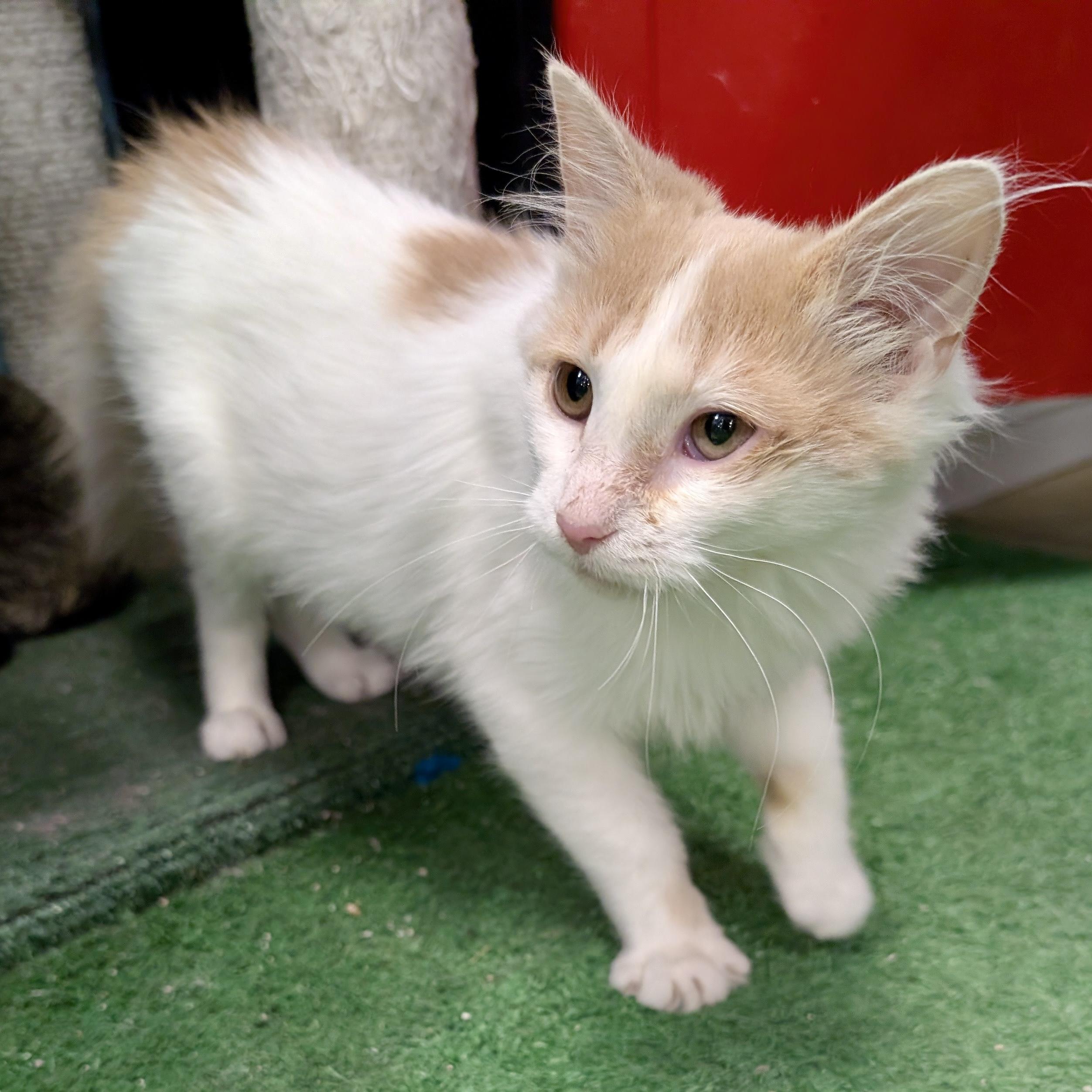 Enlarge Flora, a ADOPTABLE mixed breed in Smithfield, NC image 5/6