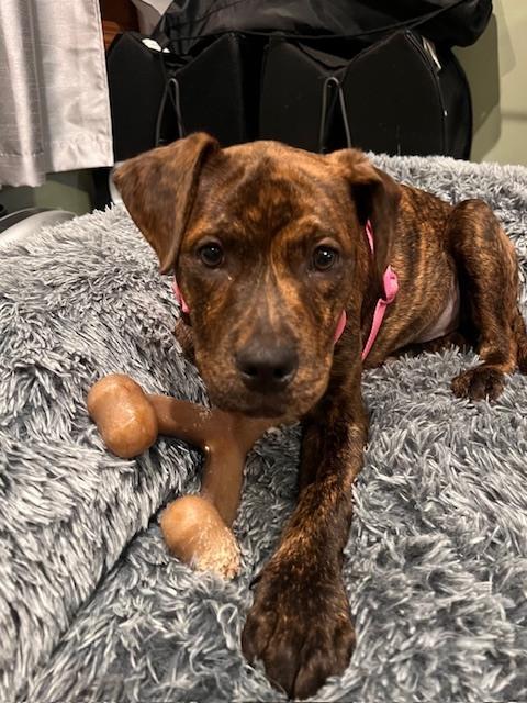 Milkyway (Candybar Litter)