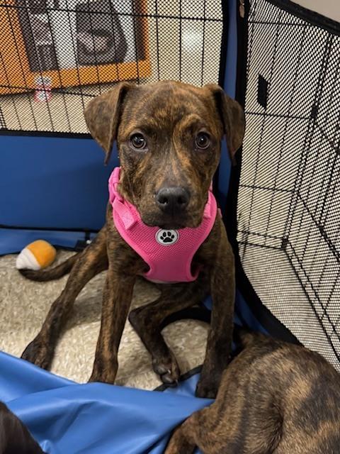 Milkyway (Candybar Litter) — thumbnail 2