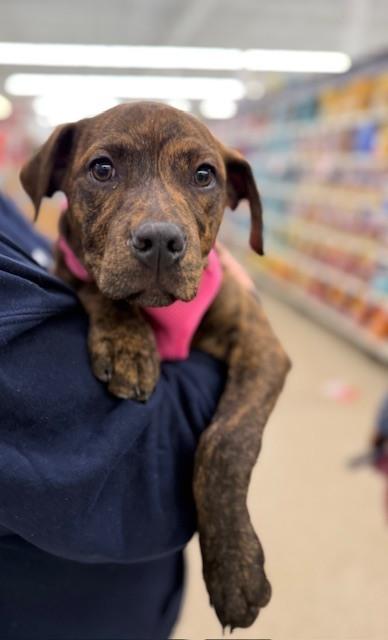 Milkyway (Candybar Litter) — thumbnail 3