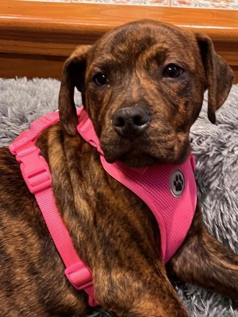 Milkyway (Candybar Litter) — thumbnail 4