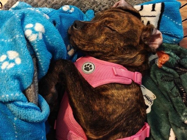 Milkyway (Candybar Litter) — thumbnail 6