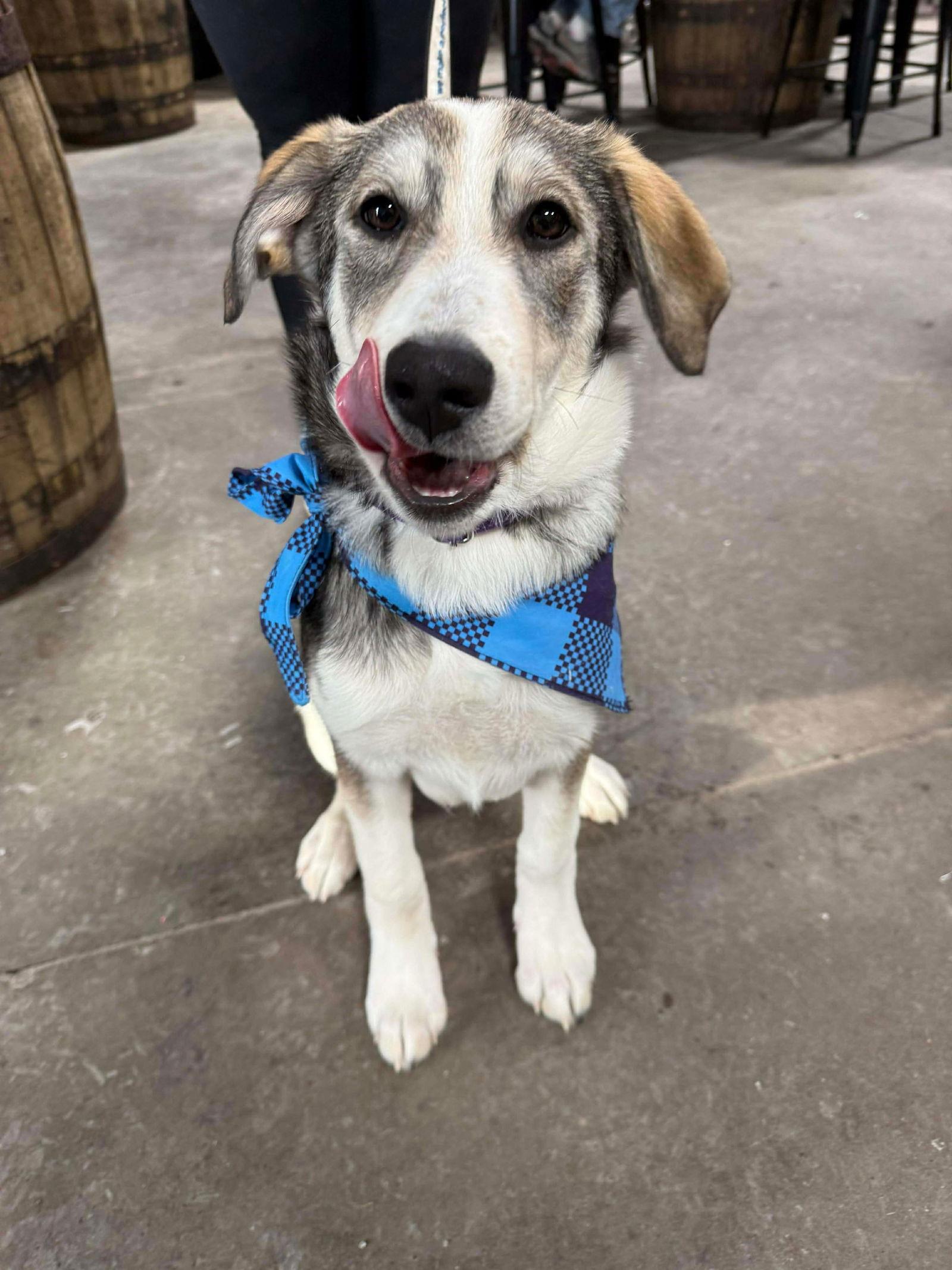 Hershey, Adoptable, Young Female Husky.