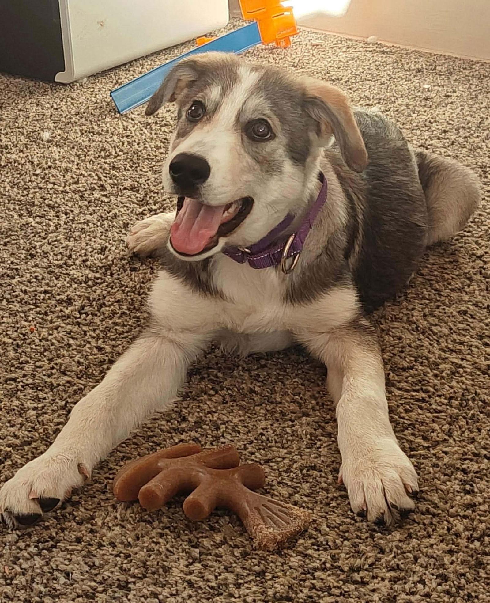 Hershey, Adoptable, Young Female Husky.