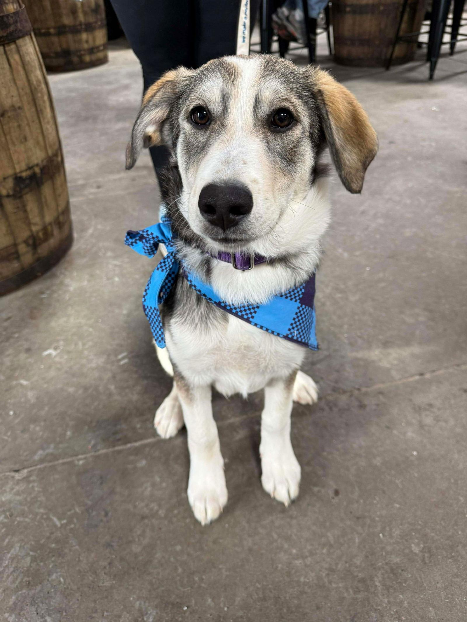 Hershey, a Adoptable Husky in Duluth, MN image 3/3