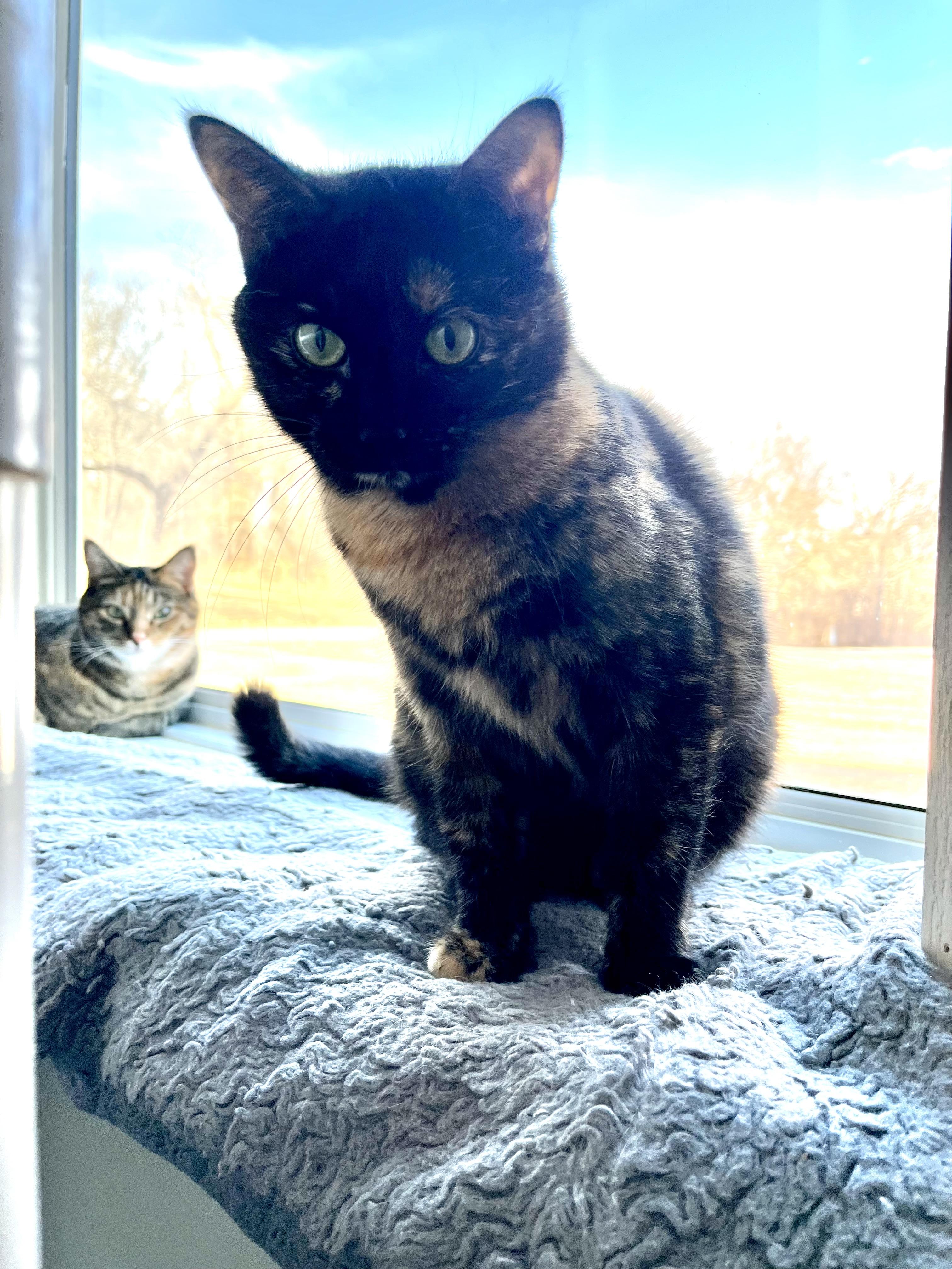 Little Toot, a Adoptable Domestic Short Hair in Geneseo, IL image 1/2