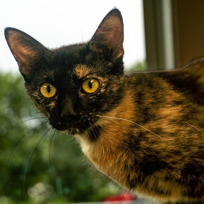 Enlarge Little Toot, a Adoptable Domestic Short Hair in Geneseo, IL image 1/1