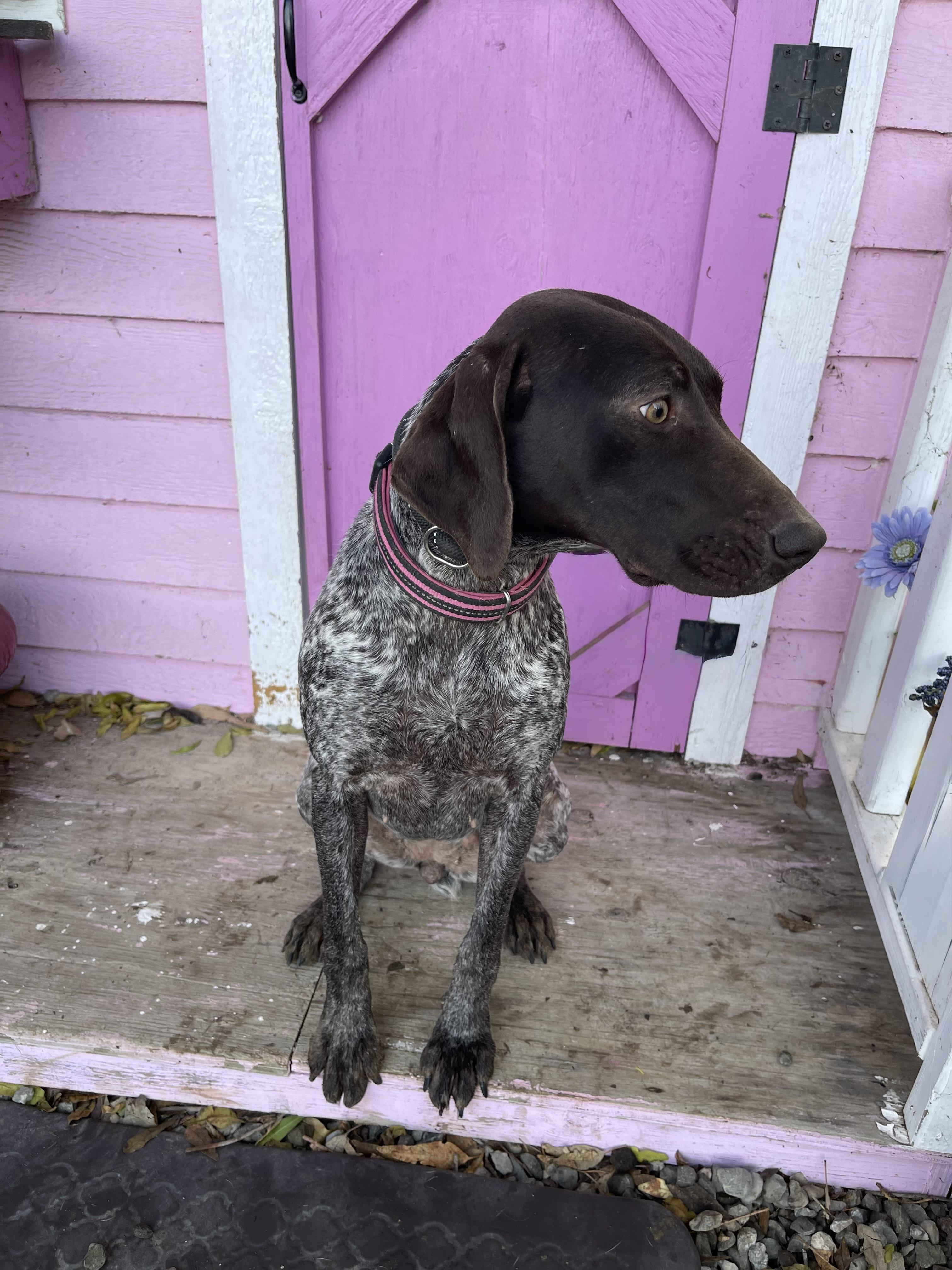 Enlarge Remi, a ADOPTABLE German Shorthaired Pointer in Vacaville, CA image 1/3