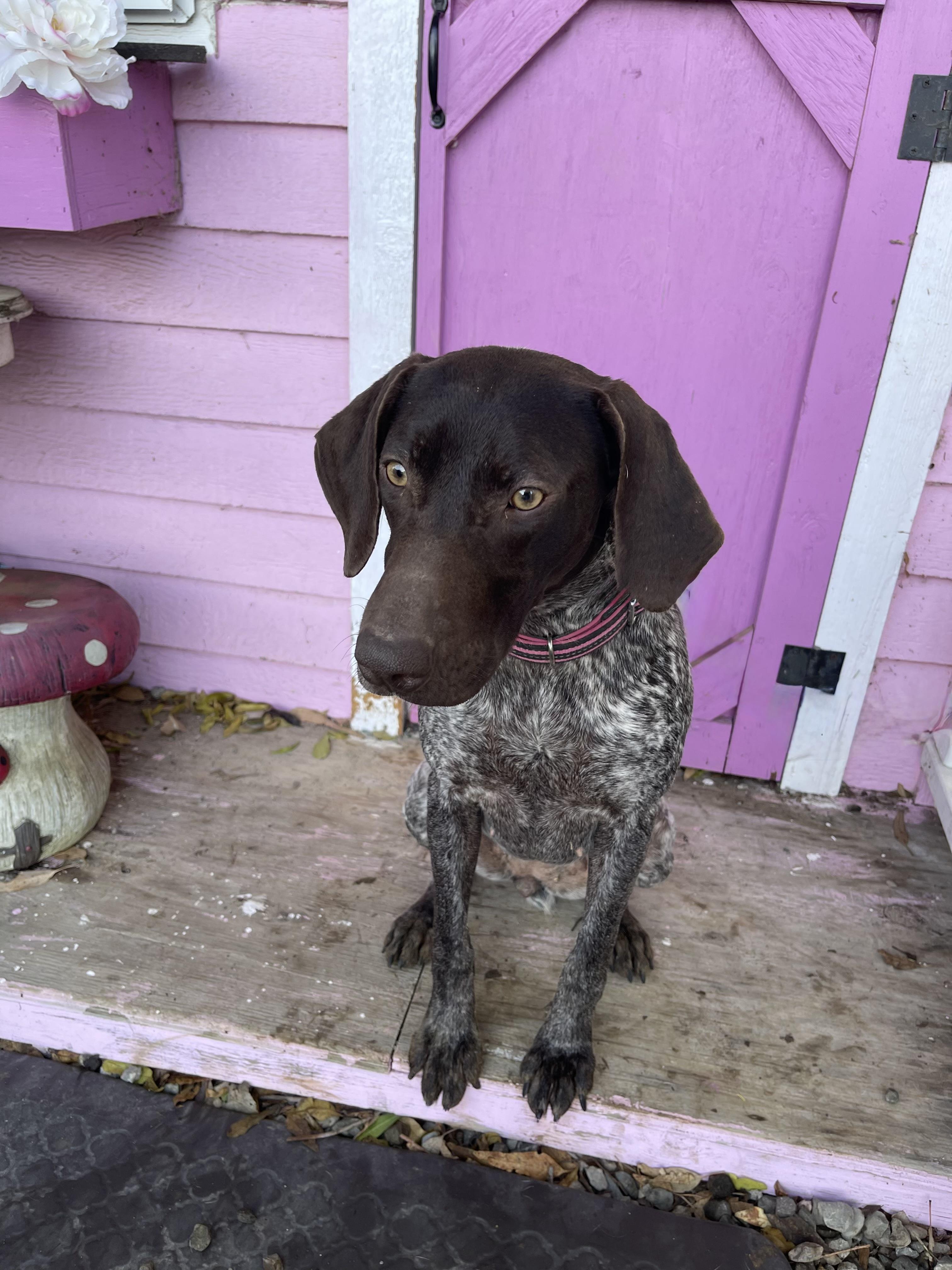 Enlarge Remi, a ADOPTABLE German Shorthaired Pointer in Vacaville, CA image 3/3