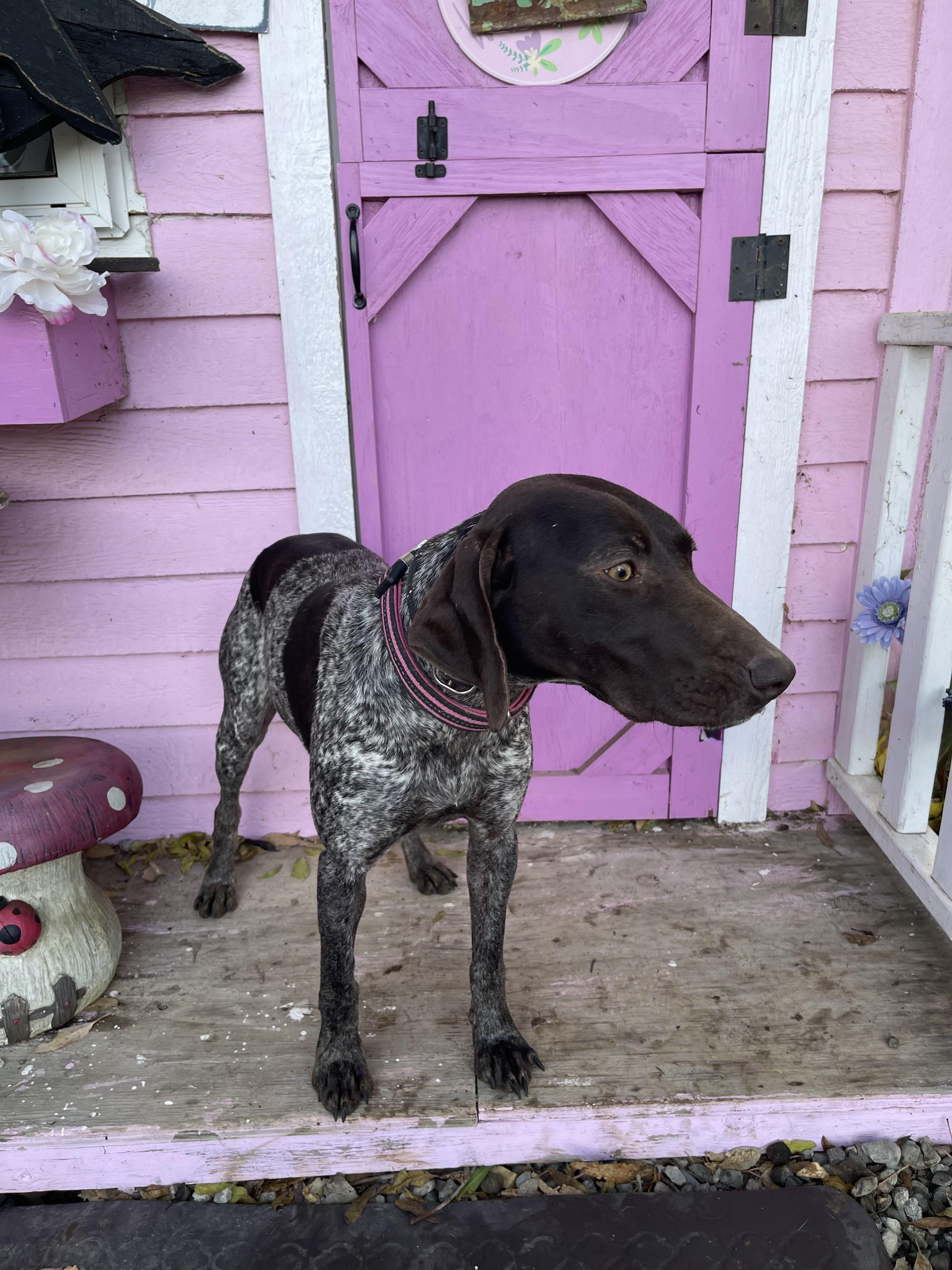 Enlarge Remi, a ADOPTABLE German Shorthaired Pointer in Vacaville, CA image 2/3