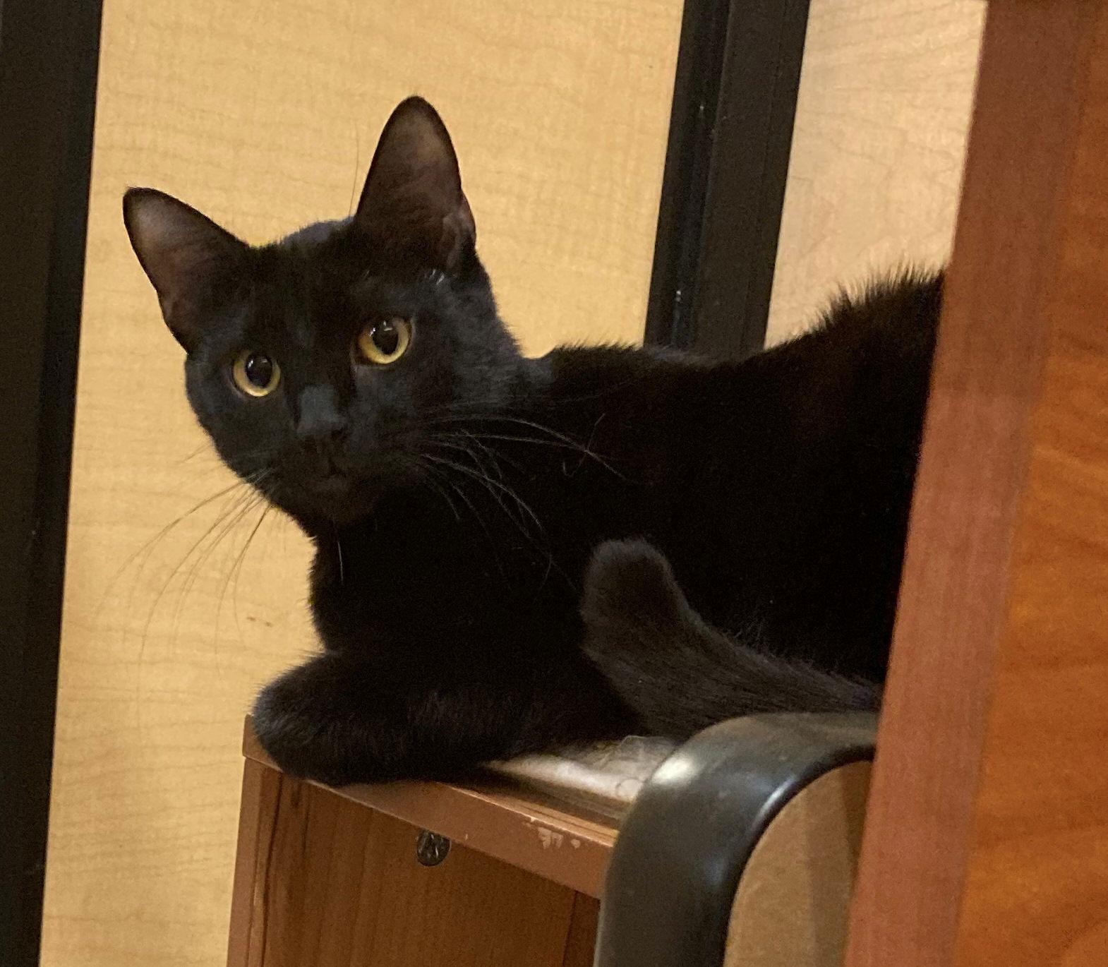 Juliette, a Adoptable Domestic Short Hair in Texarkana, TX image 1/3