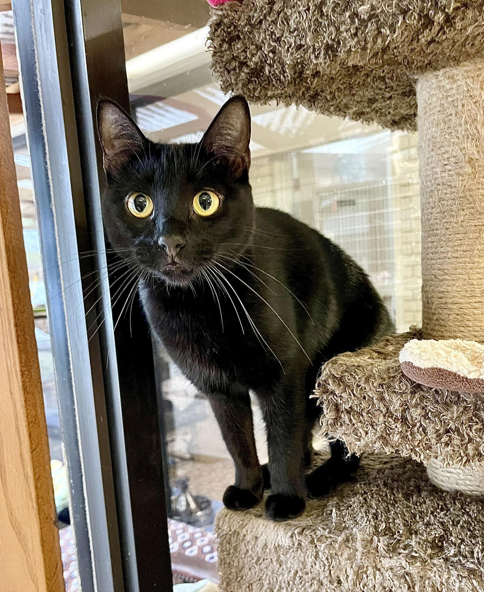 Juliette, a Adoptable Domestic Short Hair in Texarkana, TX image 2/3