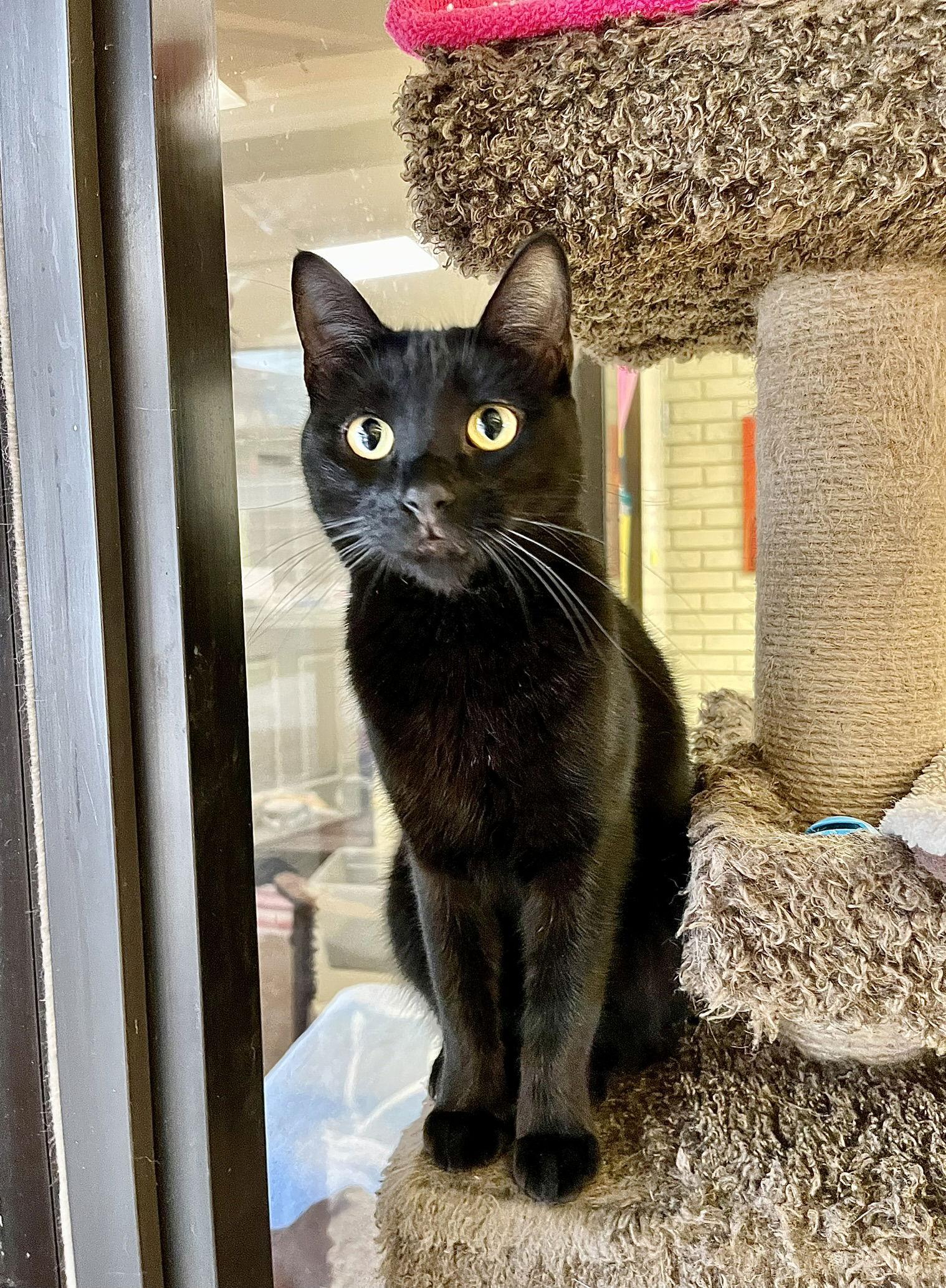 Juliette, a Adoptable Domestic Short Hair in Texarkana, TX image 3/3