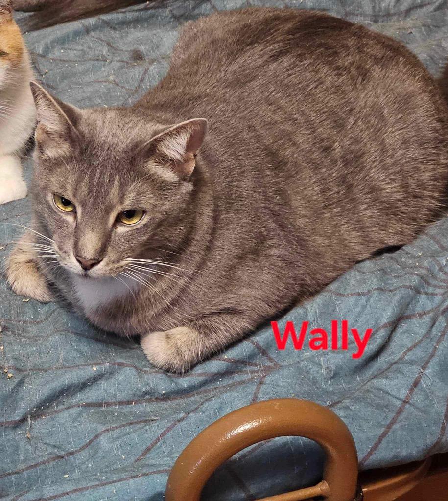 Wally, Adoptable, Adult Male Domestic Medium Hair.