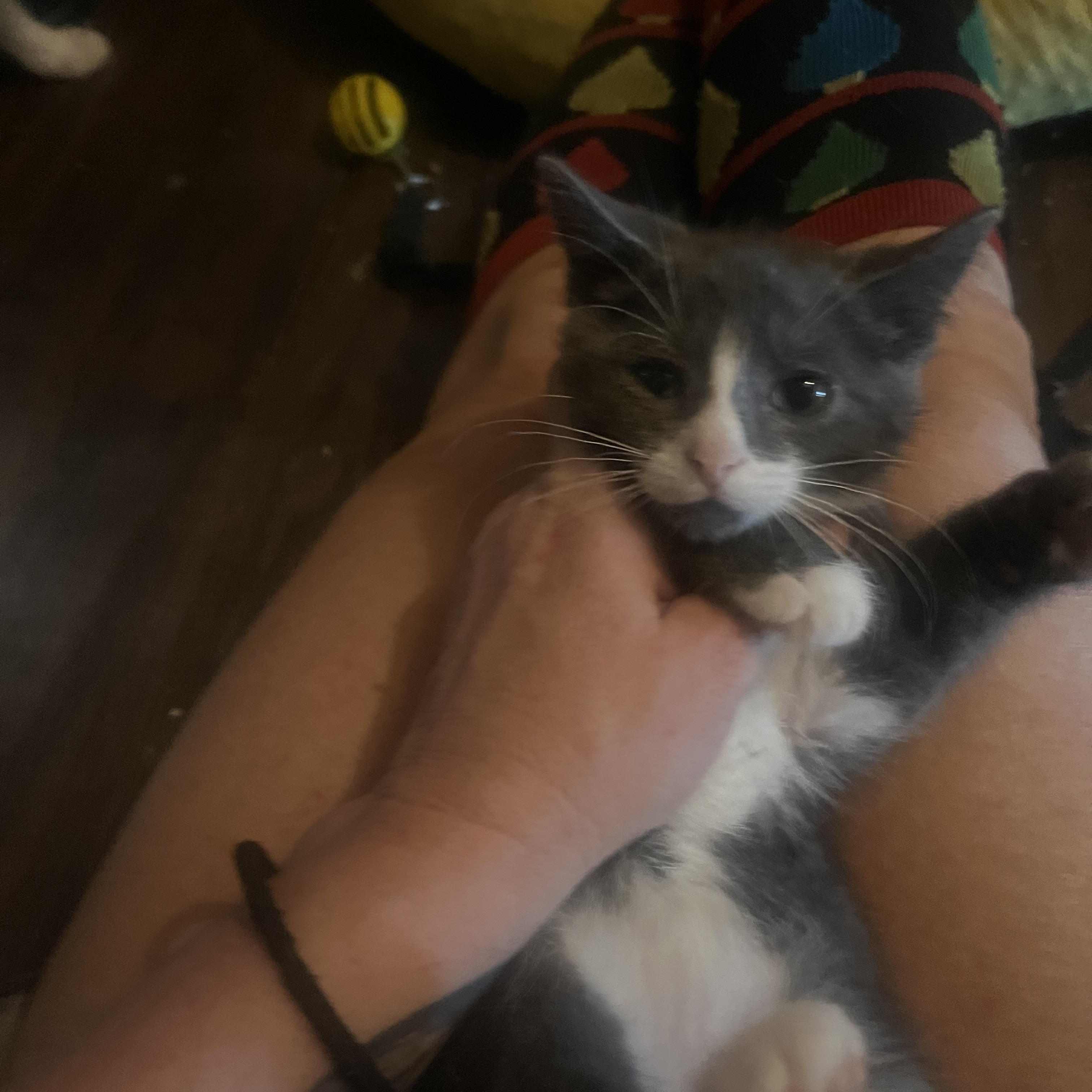 True heart bear, Adoptable, Kitten Female Tuxedo & Tabby.