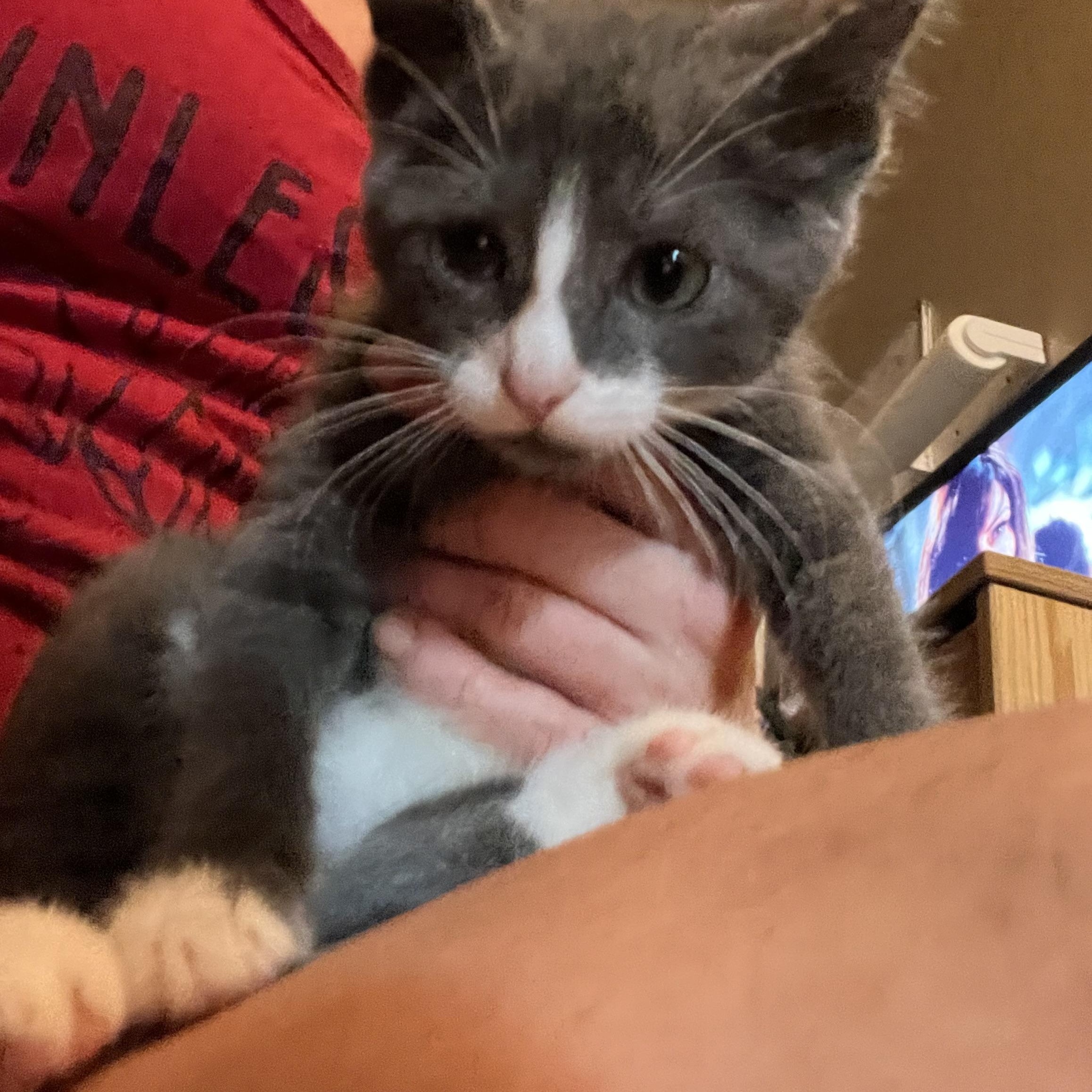 True Heart Bear thumbnail 4