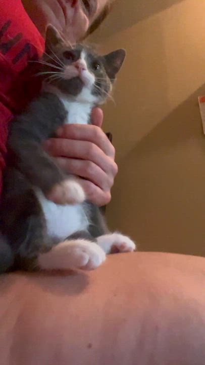 Enlarge True heart bear, a Adoptable mixed breed in Newark valley, NY video 4/5